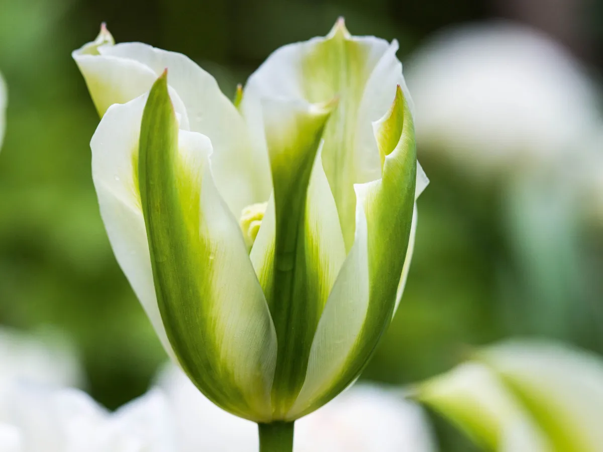 Tulip 'Spring Green'