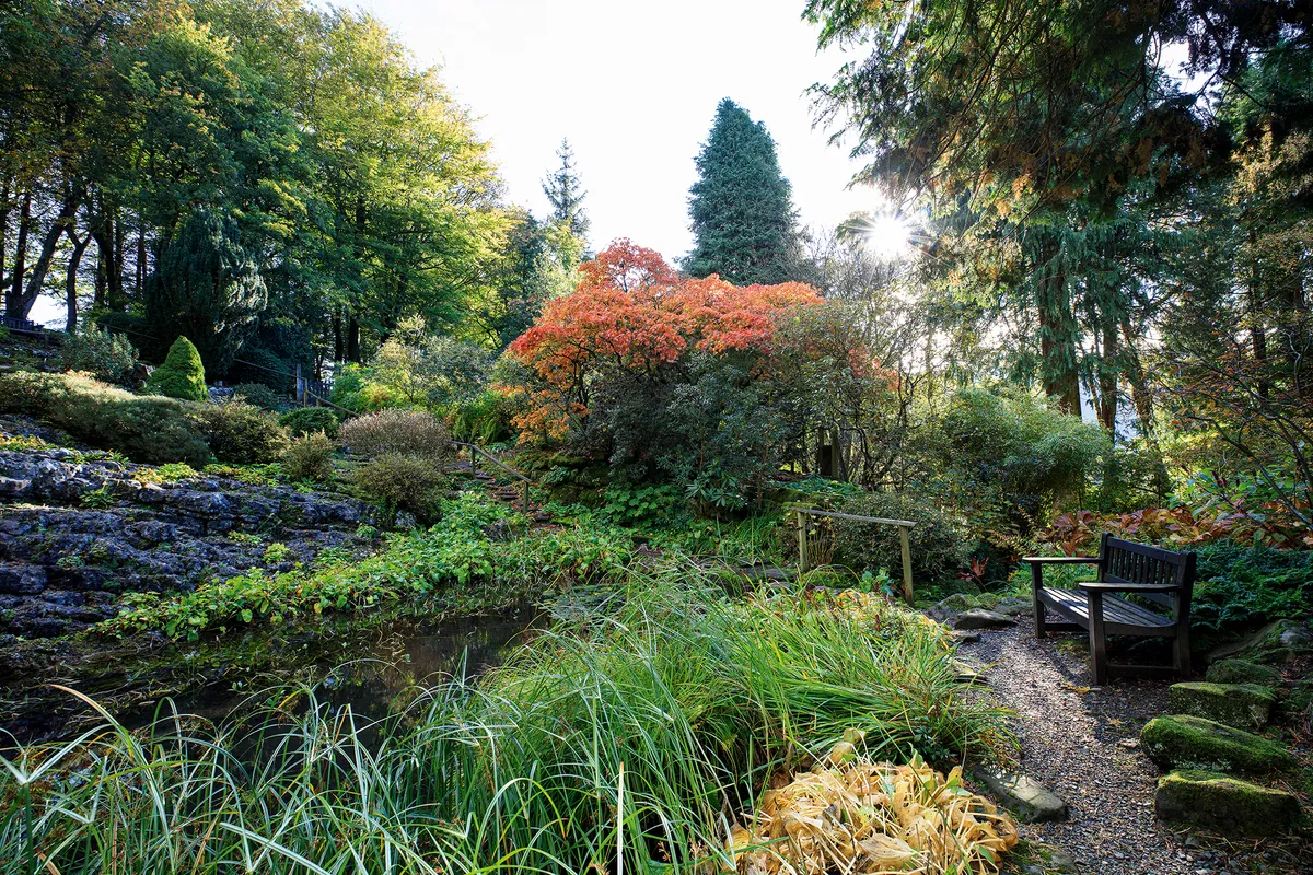 Autumnal acer in Rock Garden at Parcevall Hall in North Yorkshire
