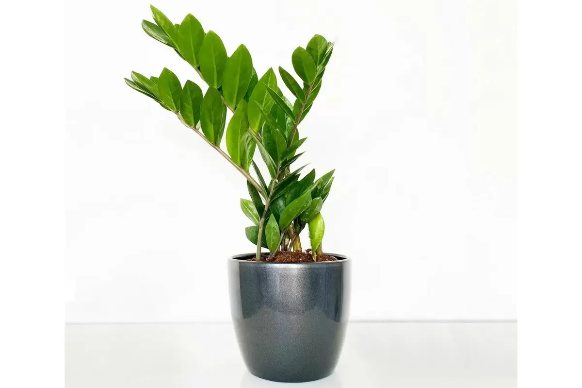 Appleyard London house plant on a white background