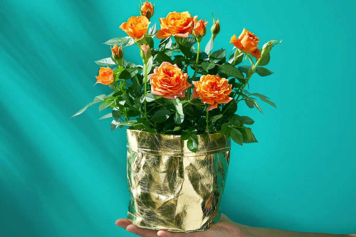 Person holding rose plant in gold pot from Flying Flowers plant subscription