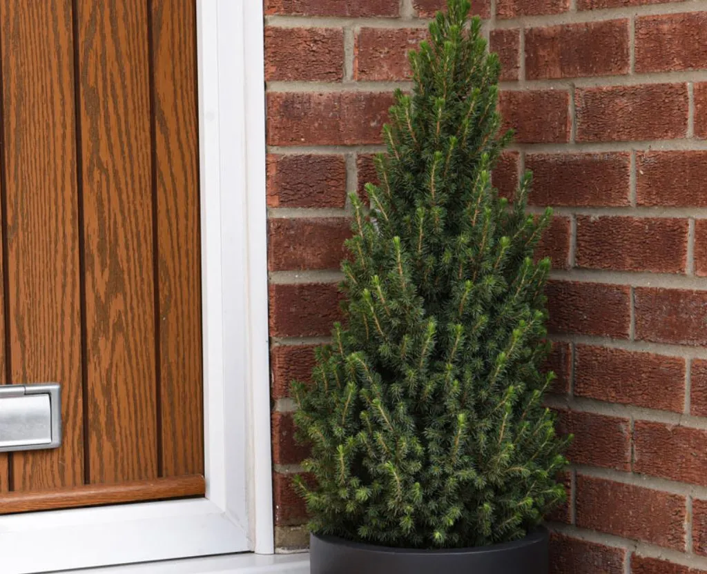 Gift Wrapped Picea Perfecta Potted Christmas Tree Garden Plant 1x 5L by Thompson and Morgan