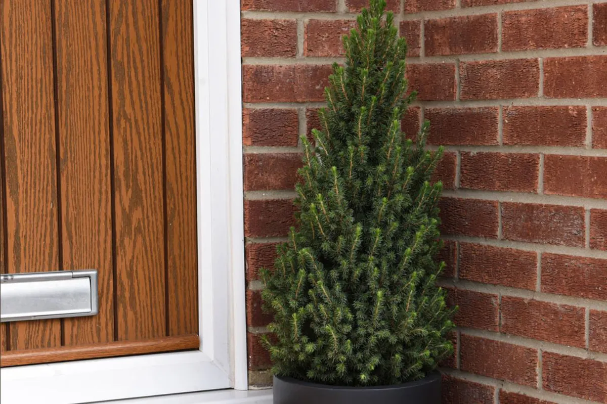 Gift Wrapped Picea Perfecta Potted Christmas Tree Garden Plant 1x 5L by Thompson and Morgan