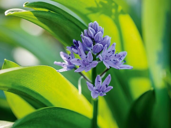 How To Grow Scilla Gardens Ilrated