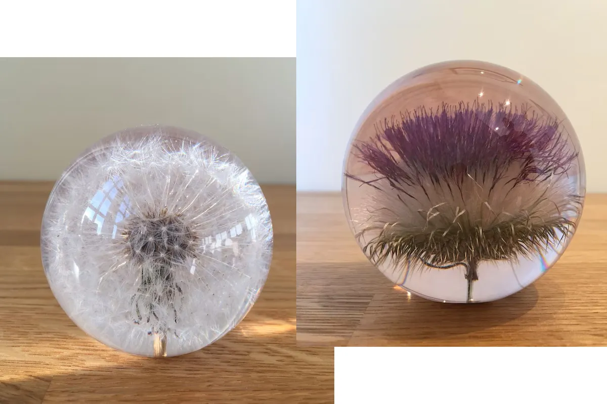 Botanical paperweights on a wooden table