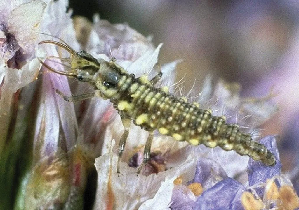 Chrysopid larva