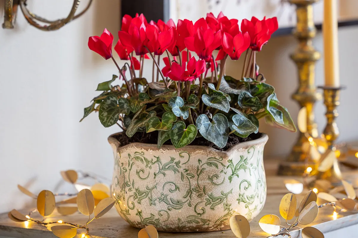 Cyclamen in Wavy Edged Green Ceramic Bowl on a table
