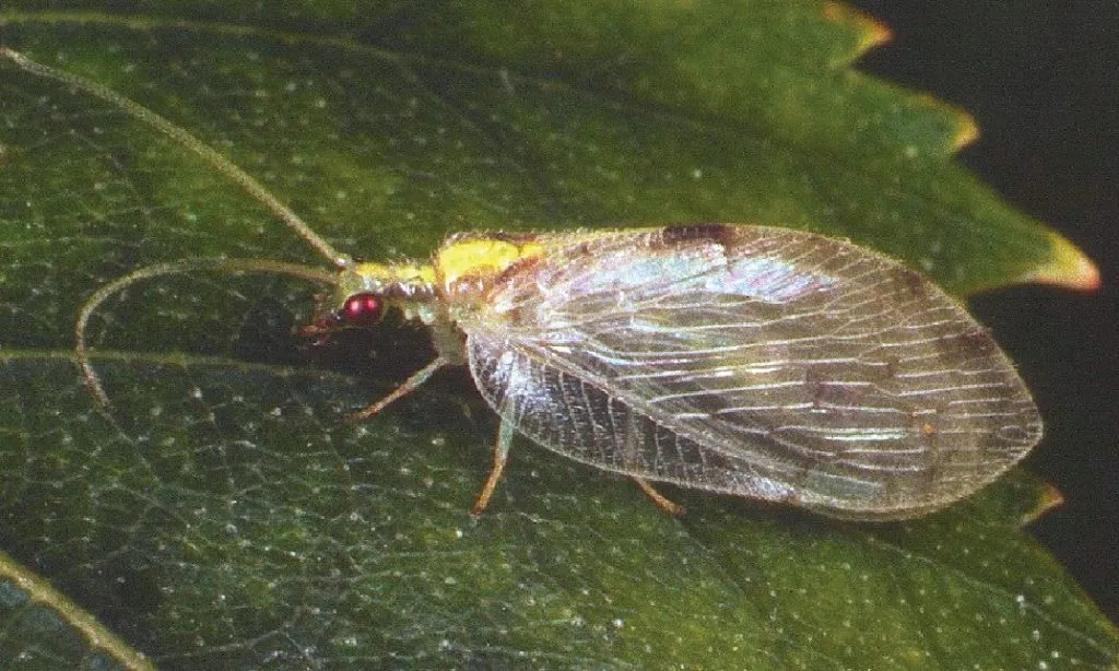 Hemerobius marginatus