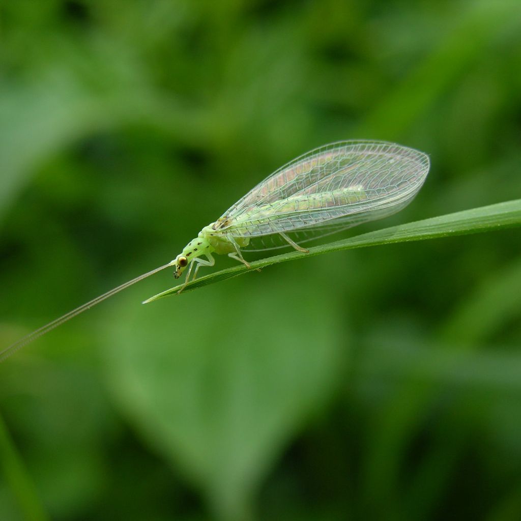 Lacewings and stinkflies: everything you need to know - Gardens Illustrated
