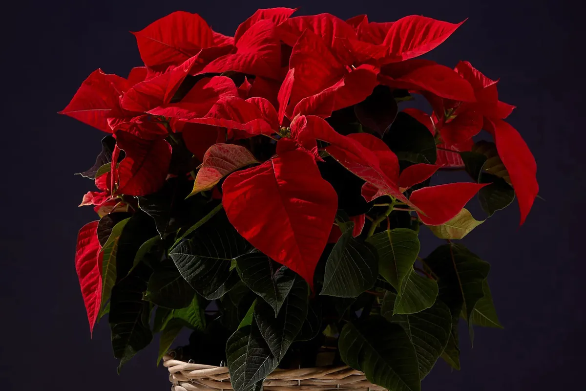 M&S Large Red Poinsettia Planter on a black background