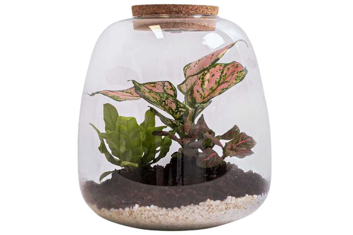 Bloombox Club terrarium gift on a white background
