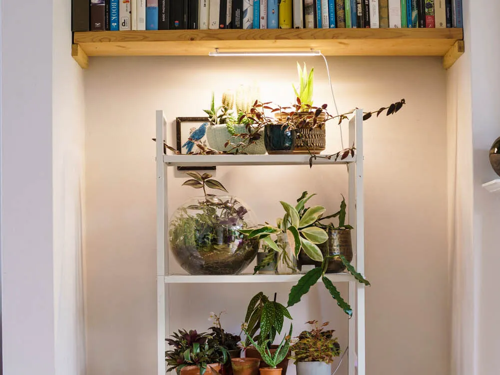 Grow lights on top of a shelf
