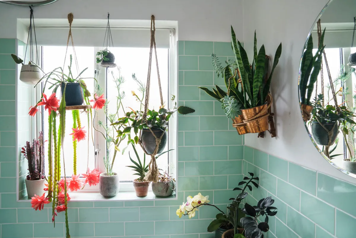 House plants in a bathroom
