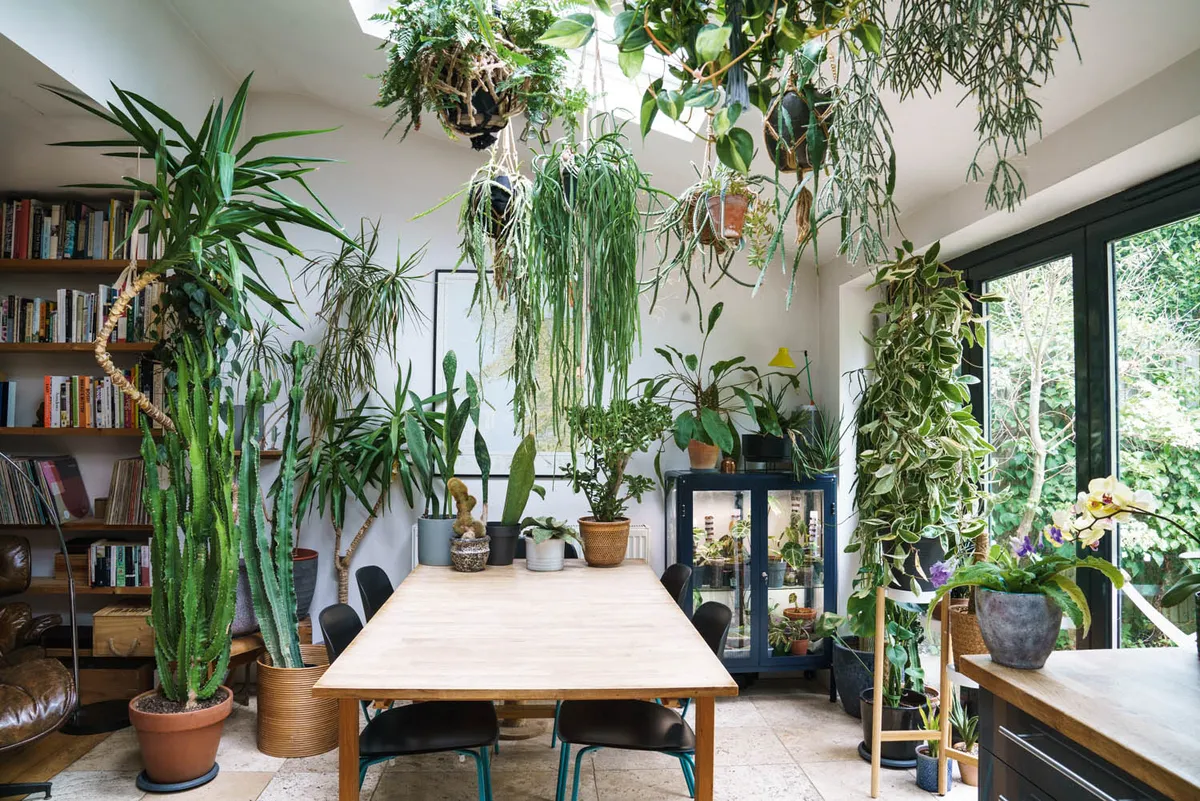 Sarah Gerrard-Jones - house plants in her home