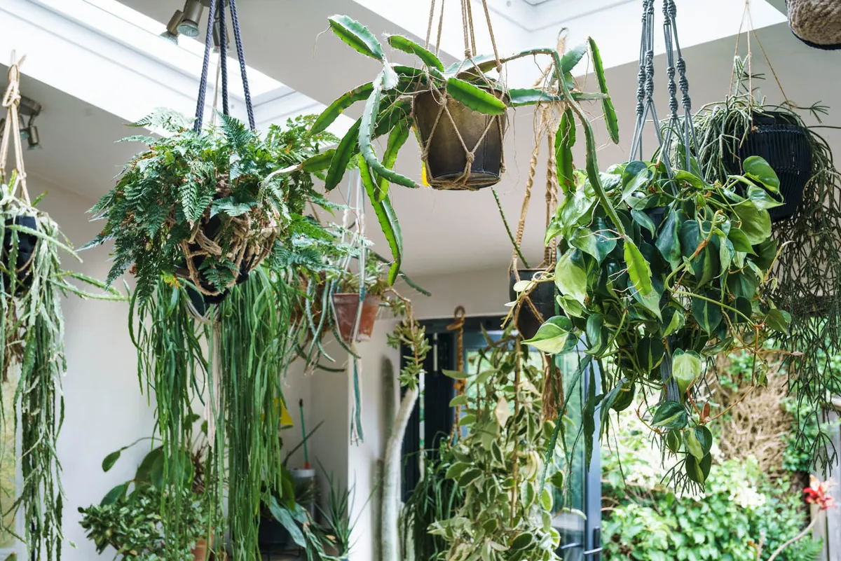 House plants in hanging planters
