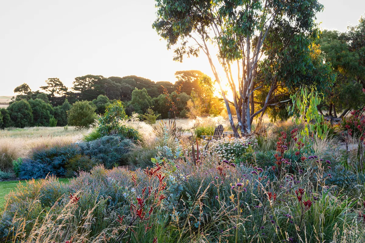Jo Ferguson's garden in Australia