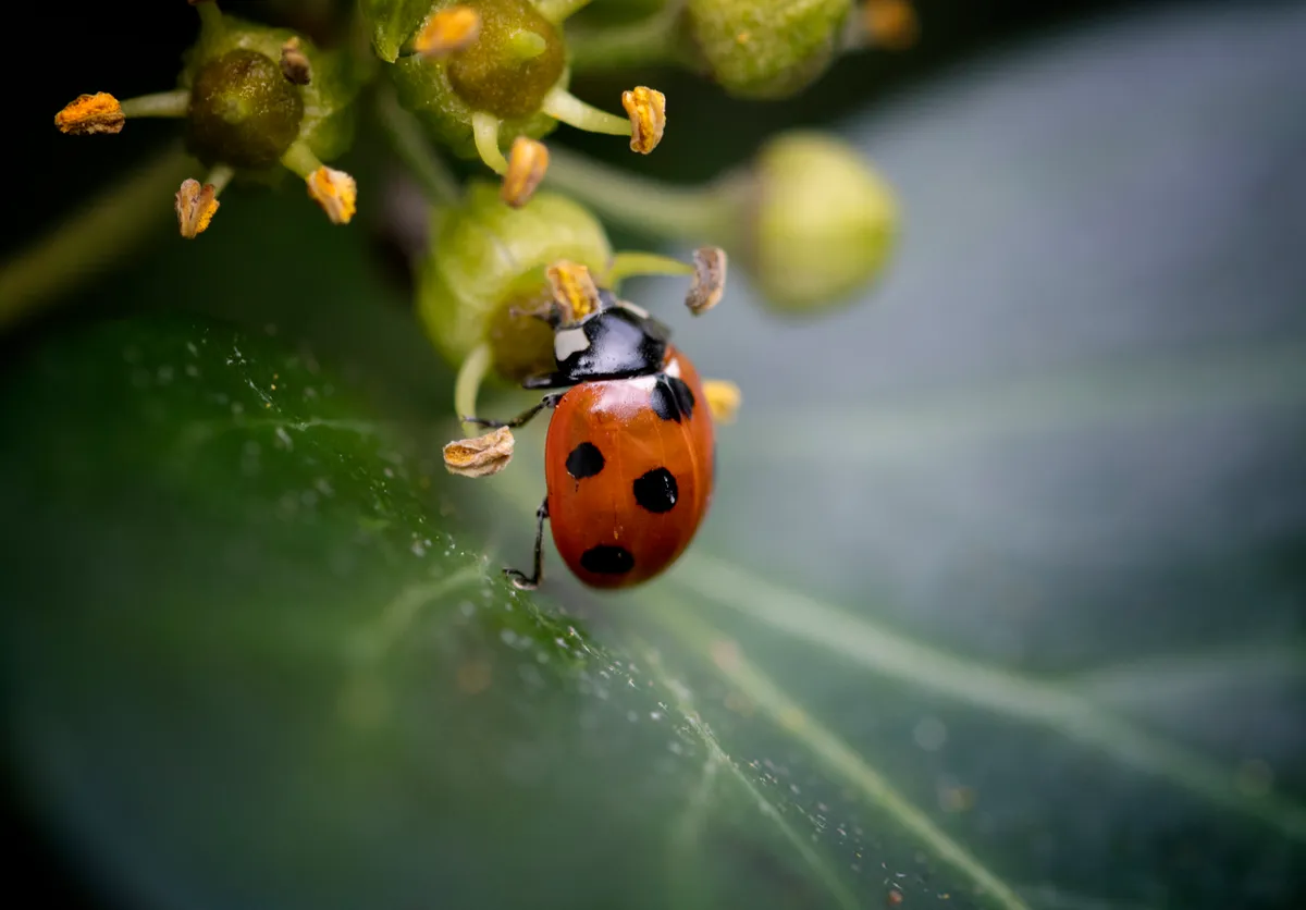 Seven-spotted ladybird on ivy flower