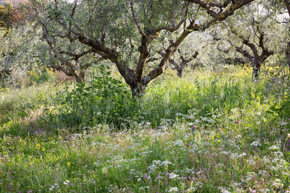 Wildflowers in Olive grove, Greece.