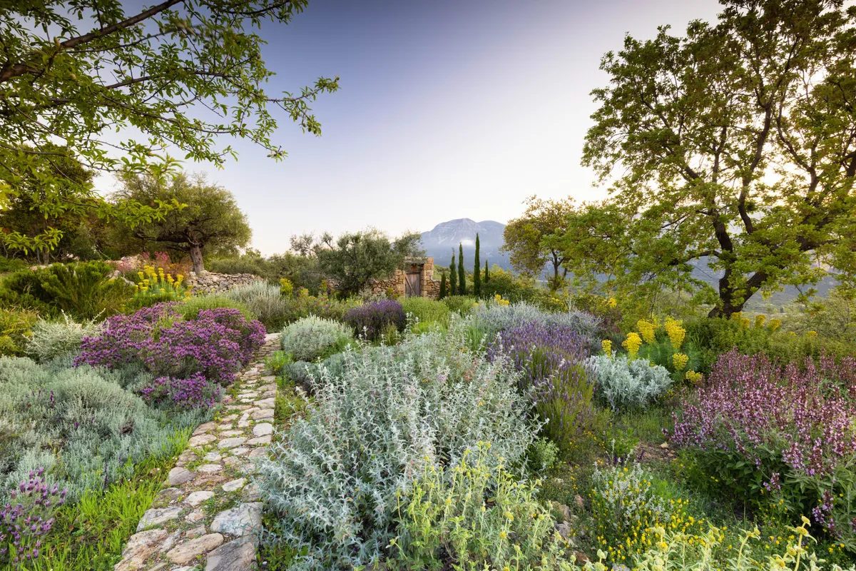 Cobbled pathway through dry planting at Ilias Estate, Greece, designed by Tania Compton.