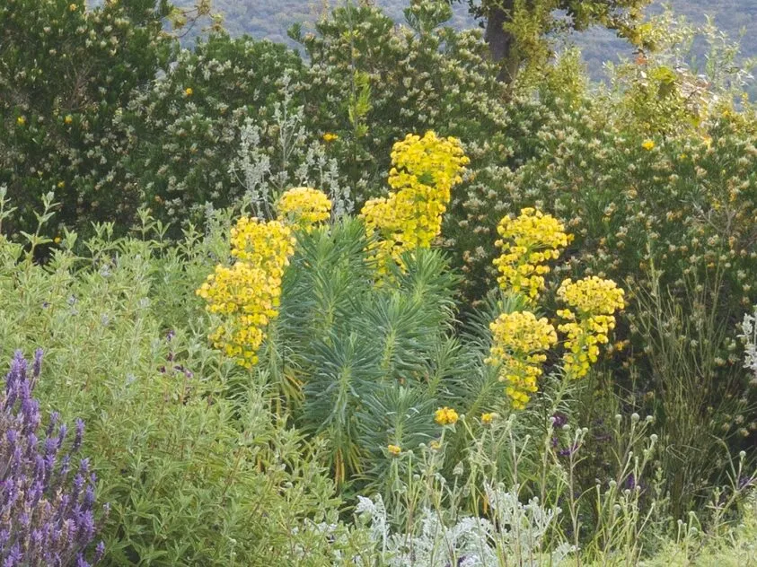 Euphorbia characias subsp. wulfenii