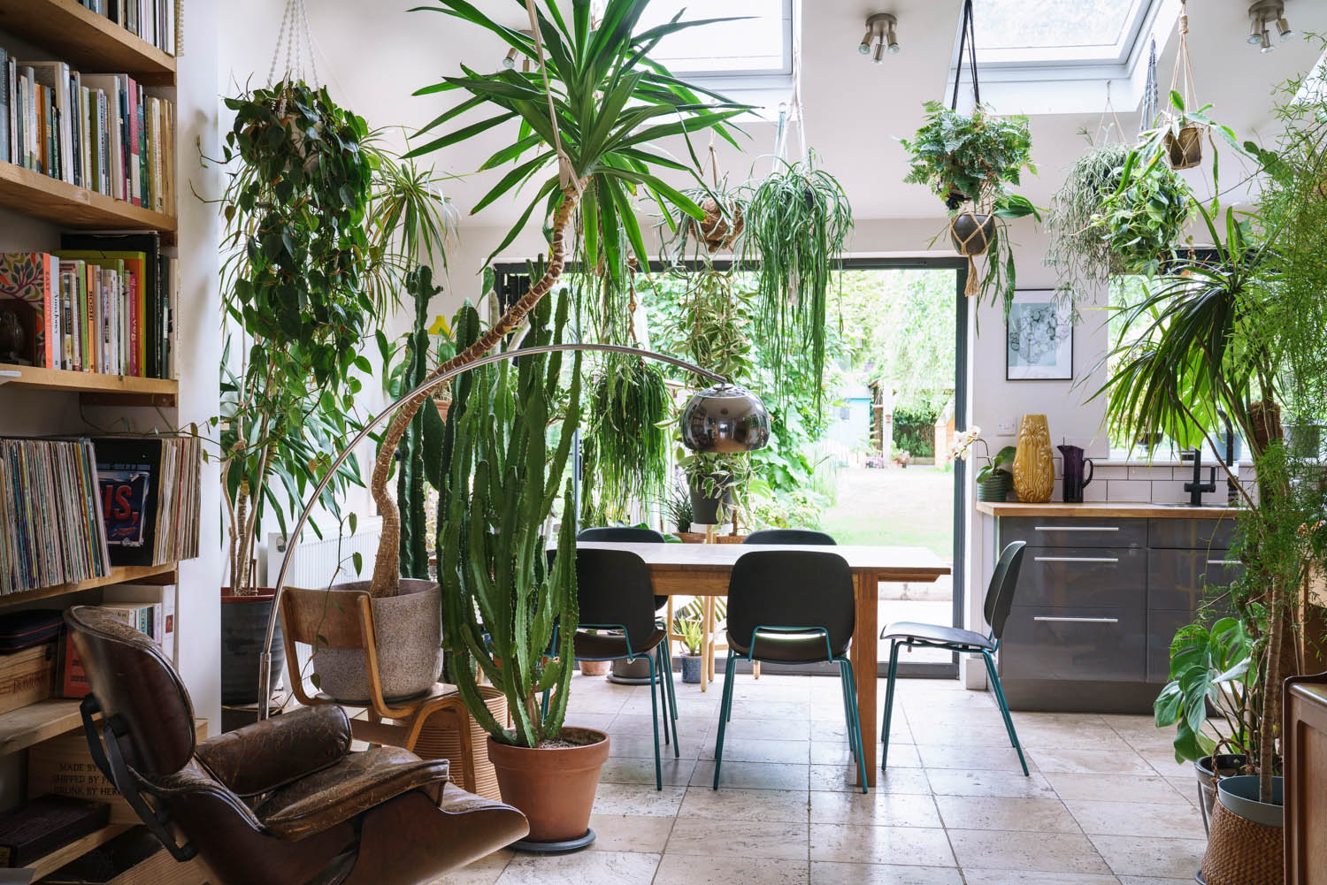 House plant guides and care