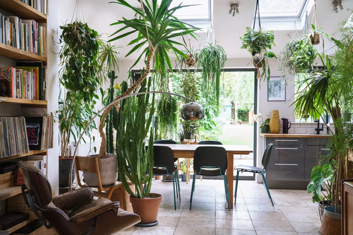 Sarah Gerrard-Jones - house plants in her home