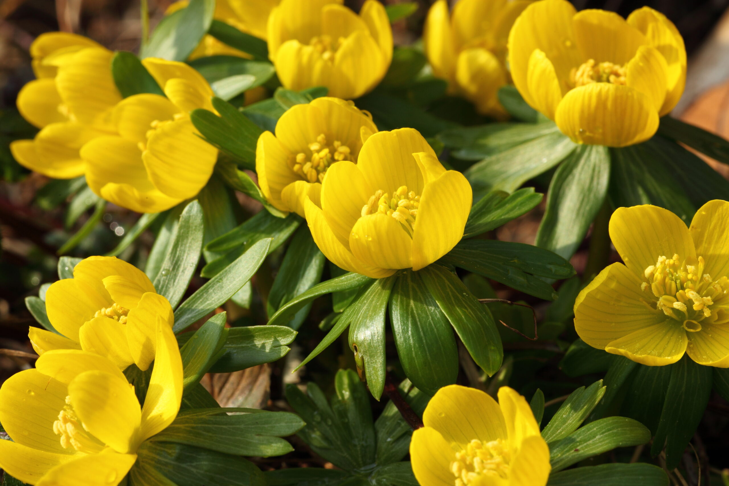 Gardeners’ Holy Grail: winter aconites grow in dry shade under a tree and bring colour to your late winter garden