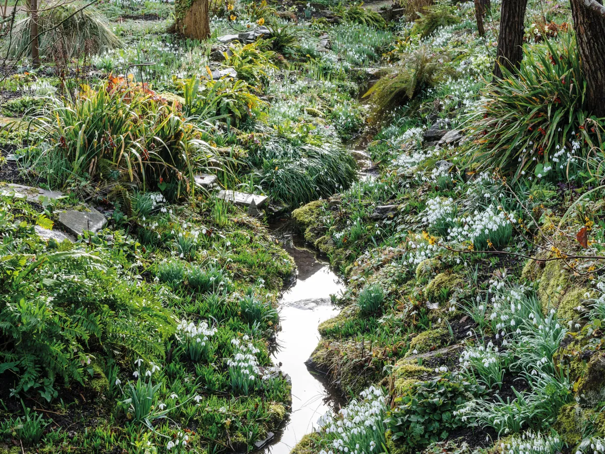 The Ditch at East Lambrook Manor, carpeted with snowdrops