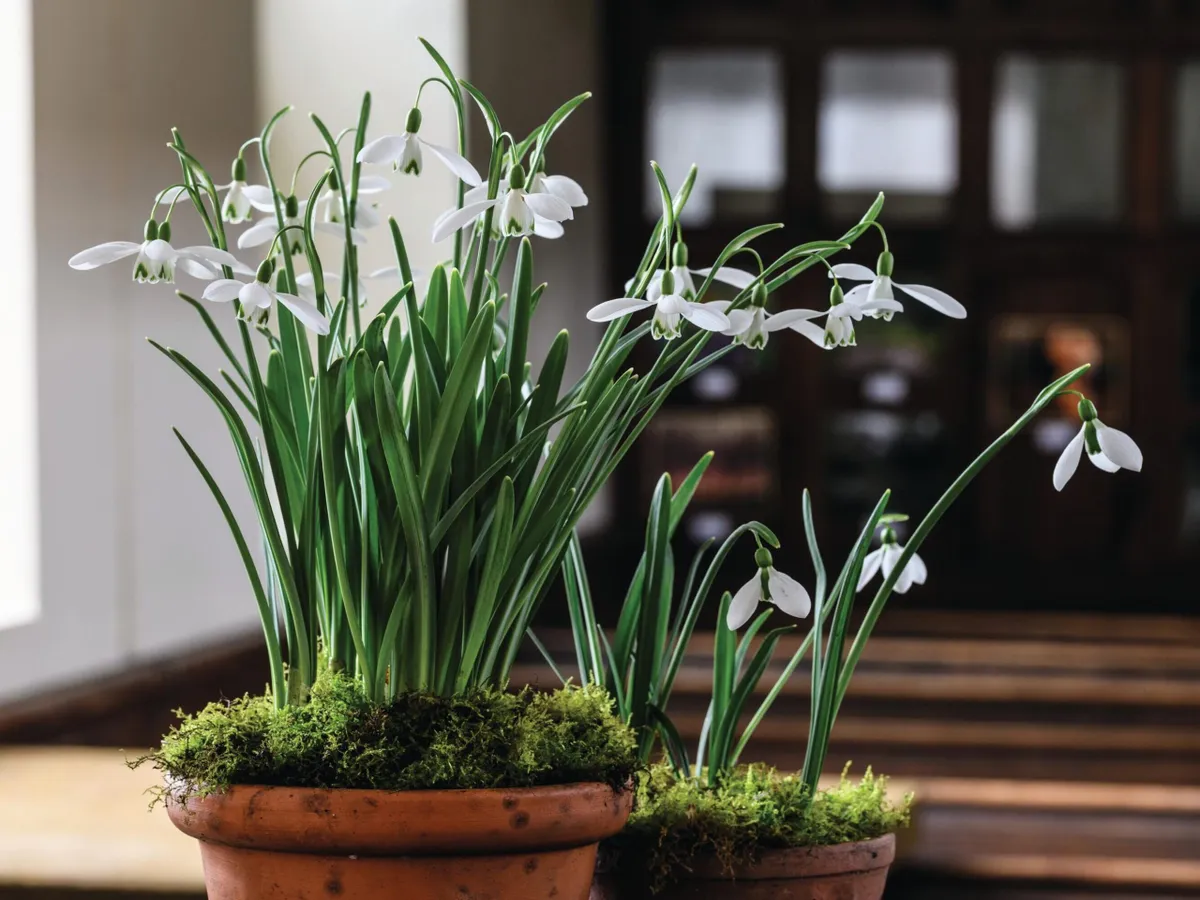 Two of James Allen’s enduring snowdrop cultivars on display in Shepton Mallet Baptist Church. Galanthus ‘Magnet’ (left) is characterised by long, arching pedicels. The robust Galanthus x hybridus ‘Merlin’ (right) has unbroken, solid-green inner segments.