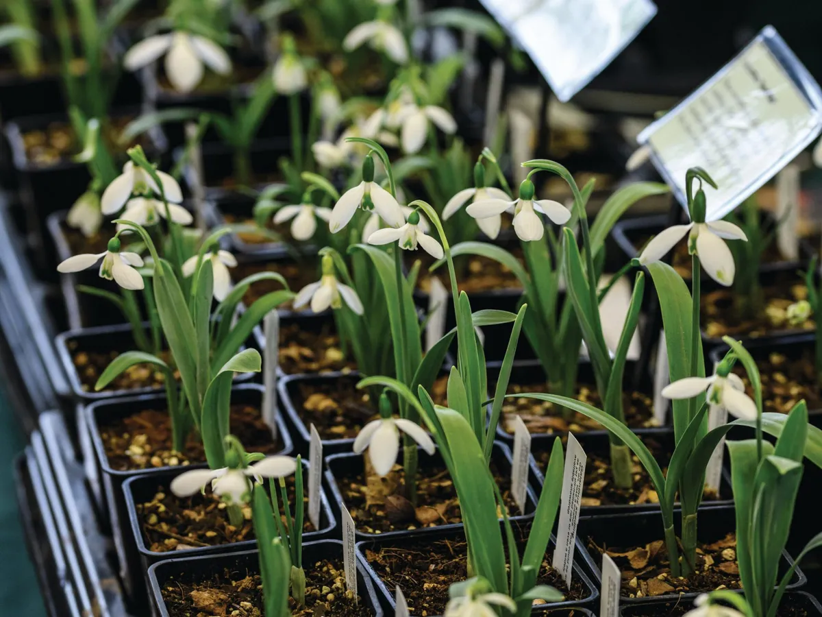 Snowdrops for sale at the Shepton Mallet snowdrop festival