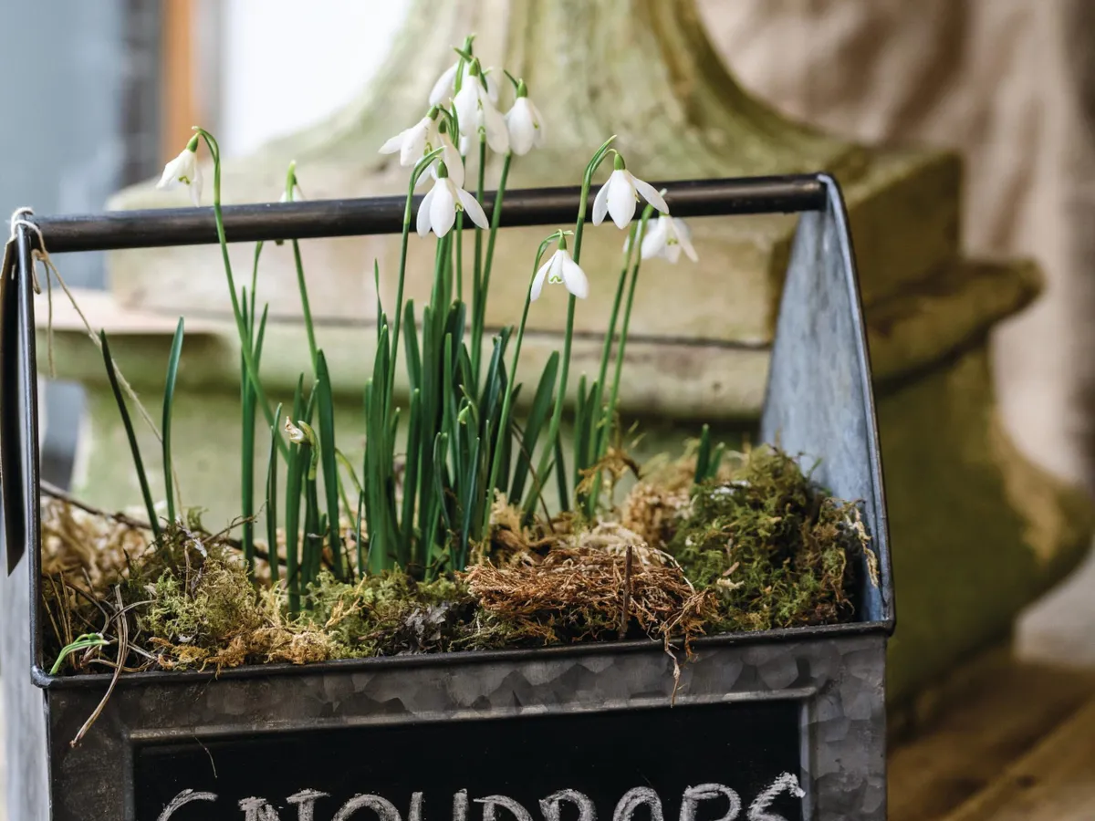 Snowdrops on display at the Shepton Mallet Snowdrop Festival