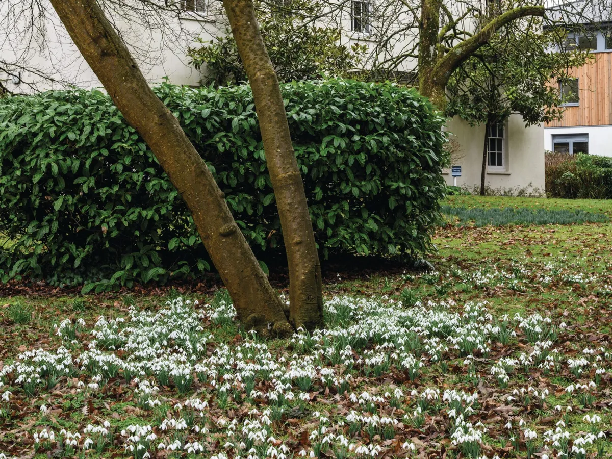 Galanthus ‘Magnet’ in the garden of Highfield House, where ‘Snowdrop King’ James Allen lived his final years.