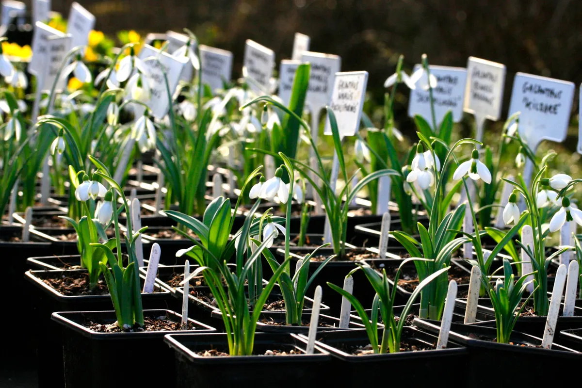 Snowdrops for sale on Snowdrop Sensation day at Great Comp