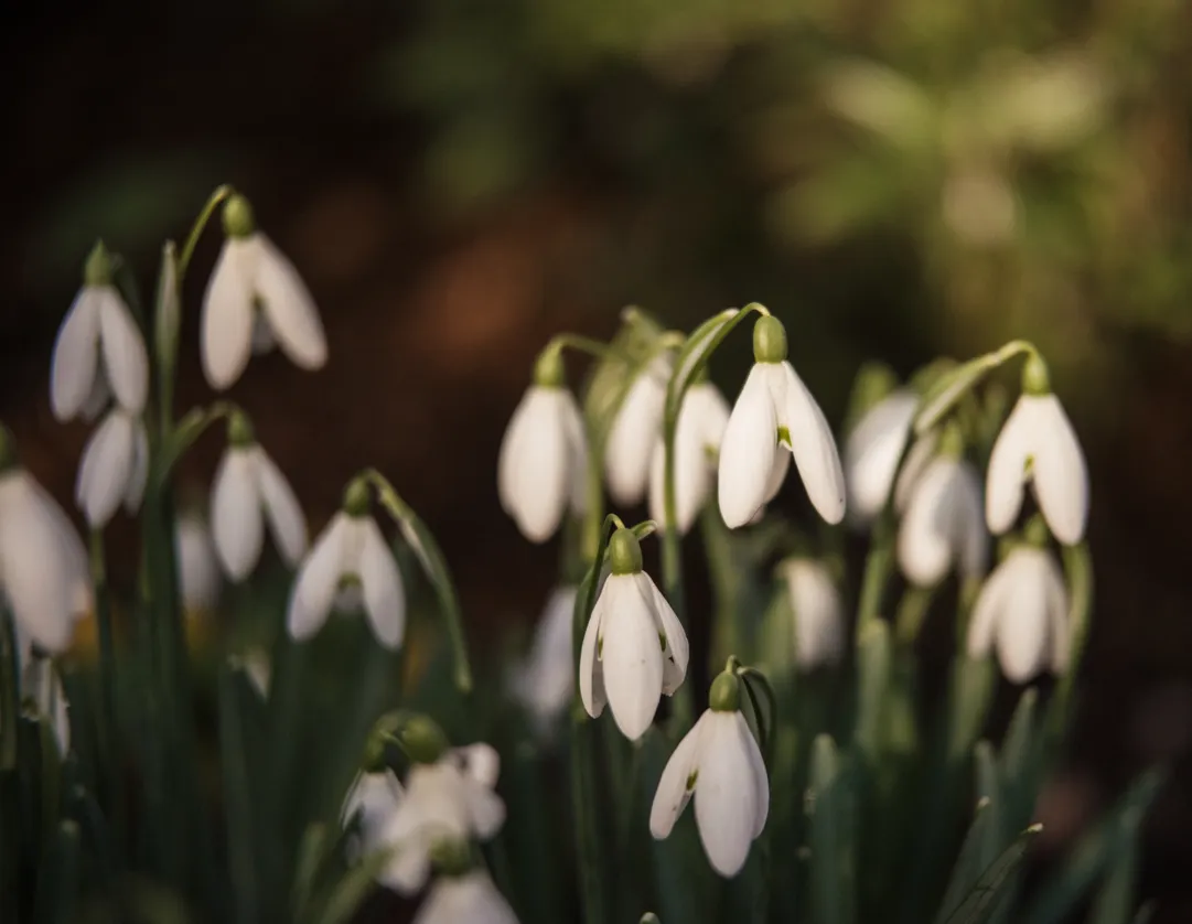 Snowdrops at Chelsea Physic Garden