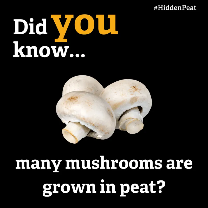 Many mushrooms are still grown in peat