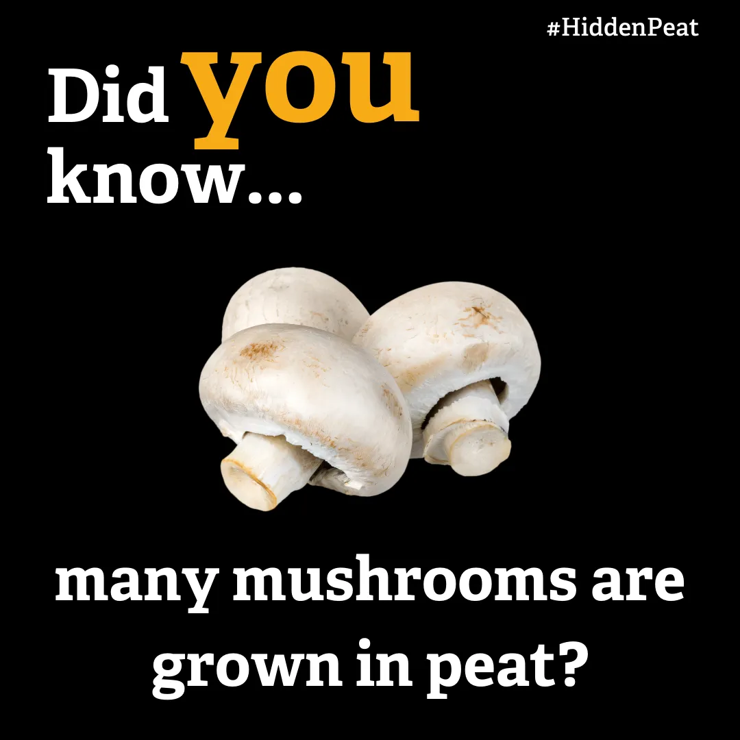 Many mushrooms are still grown in peat