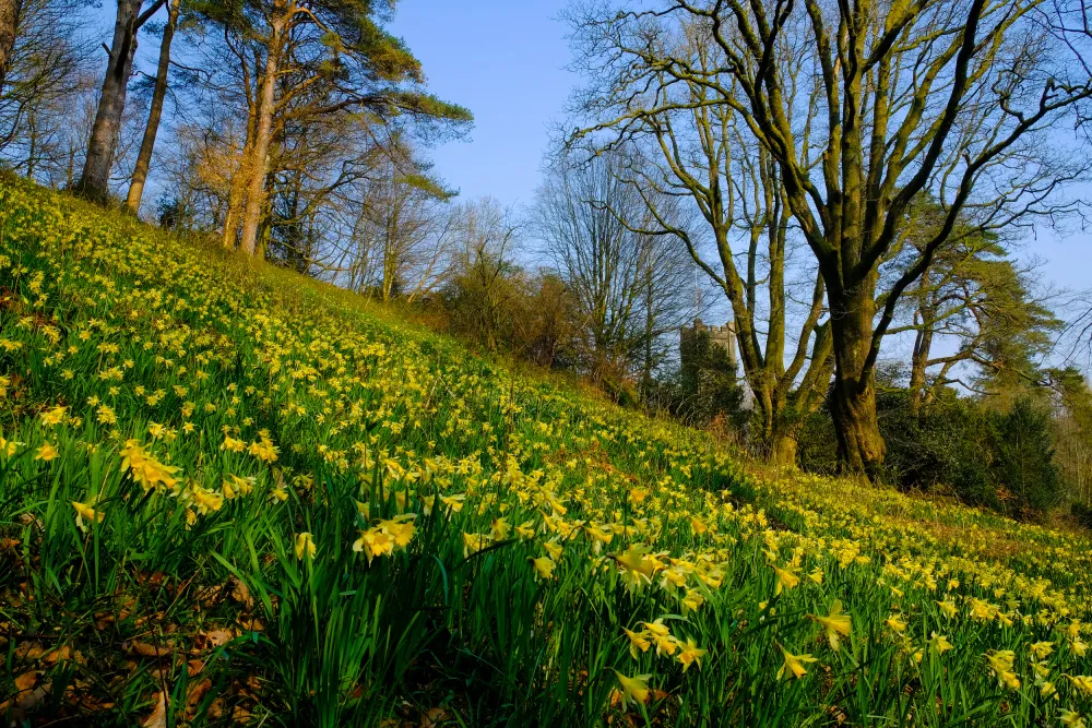 Daffodils in Dora's Field at Grasmere, Cumbria.