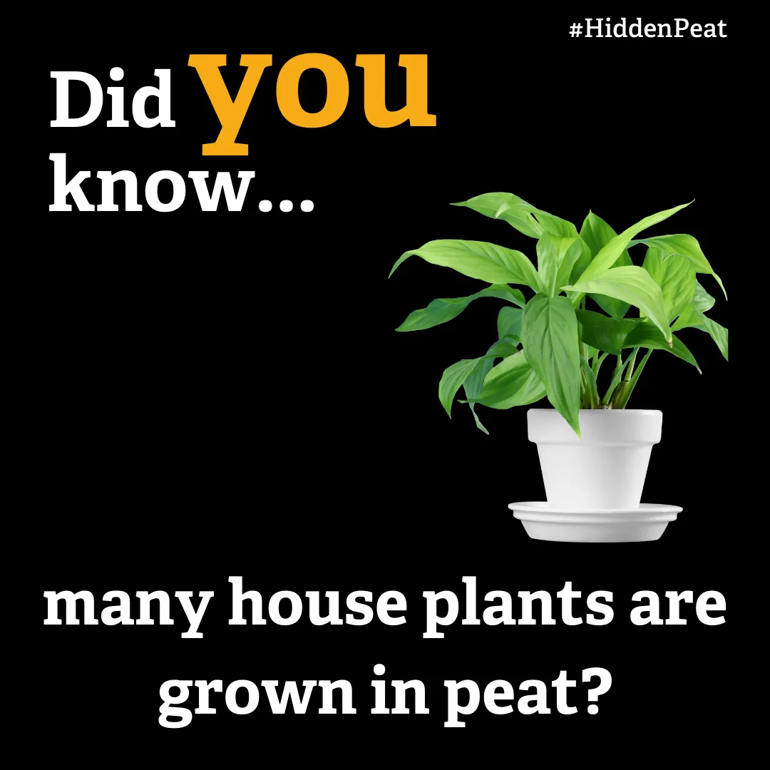 Many house plants are grown in peat