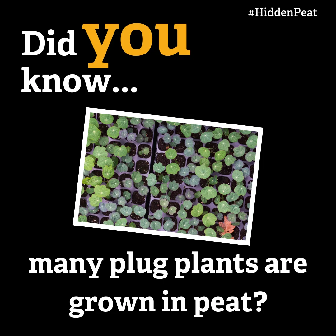 Many plug plants are still grown in peat