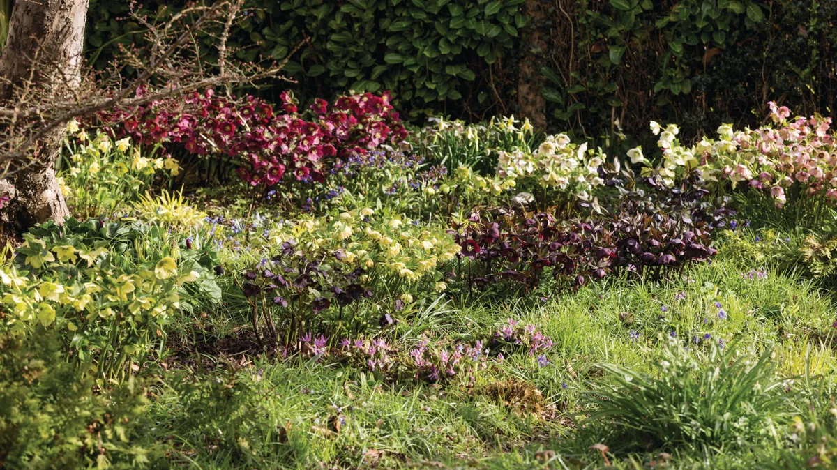 Hellebores in Elizabeth Strangman's East Sussex garden