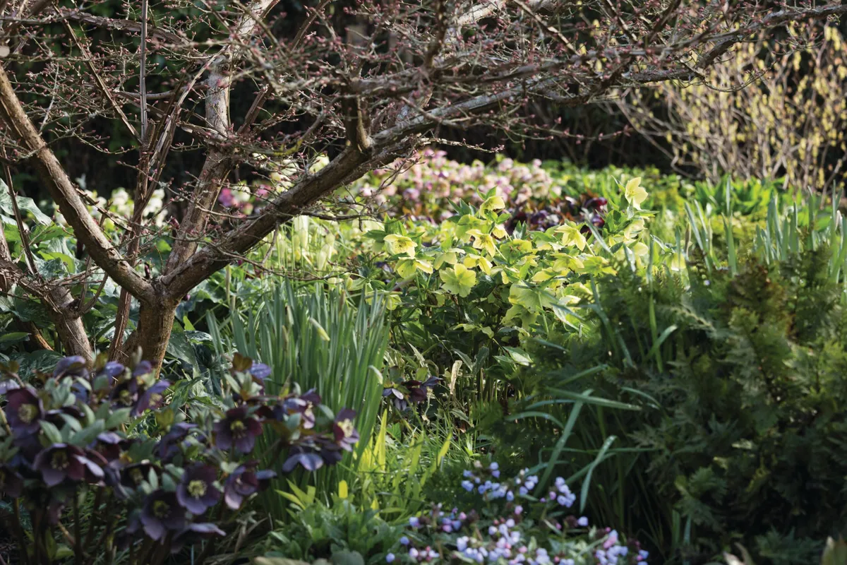 Elizabeth Strangman's garden in East Sussex
