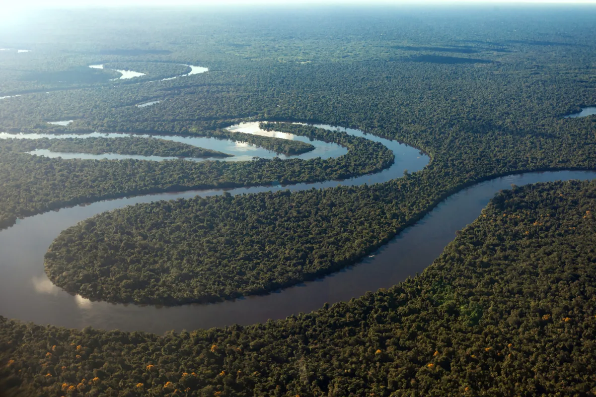 Aerial view of the rainforest and the Amazon river.