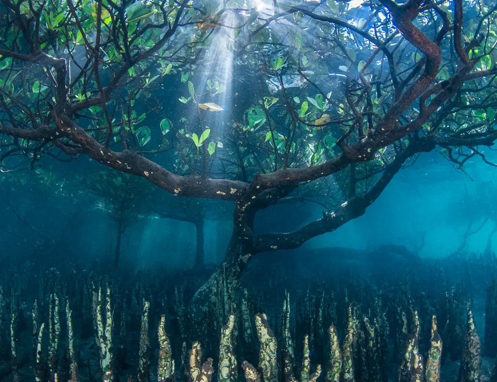 Mangrove tree (from underwater)
