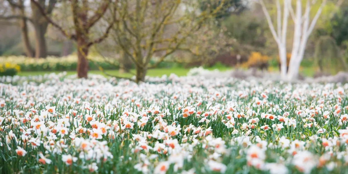 View of meadow of Narcissus  at RHS Garden Wisley. 