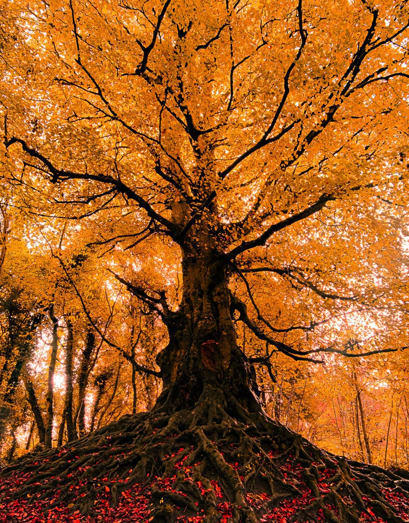 Finalist in the Trees, Woods and Forests category - The Guardian of Balrath Forest - © Todor Tilev