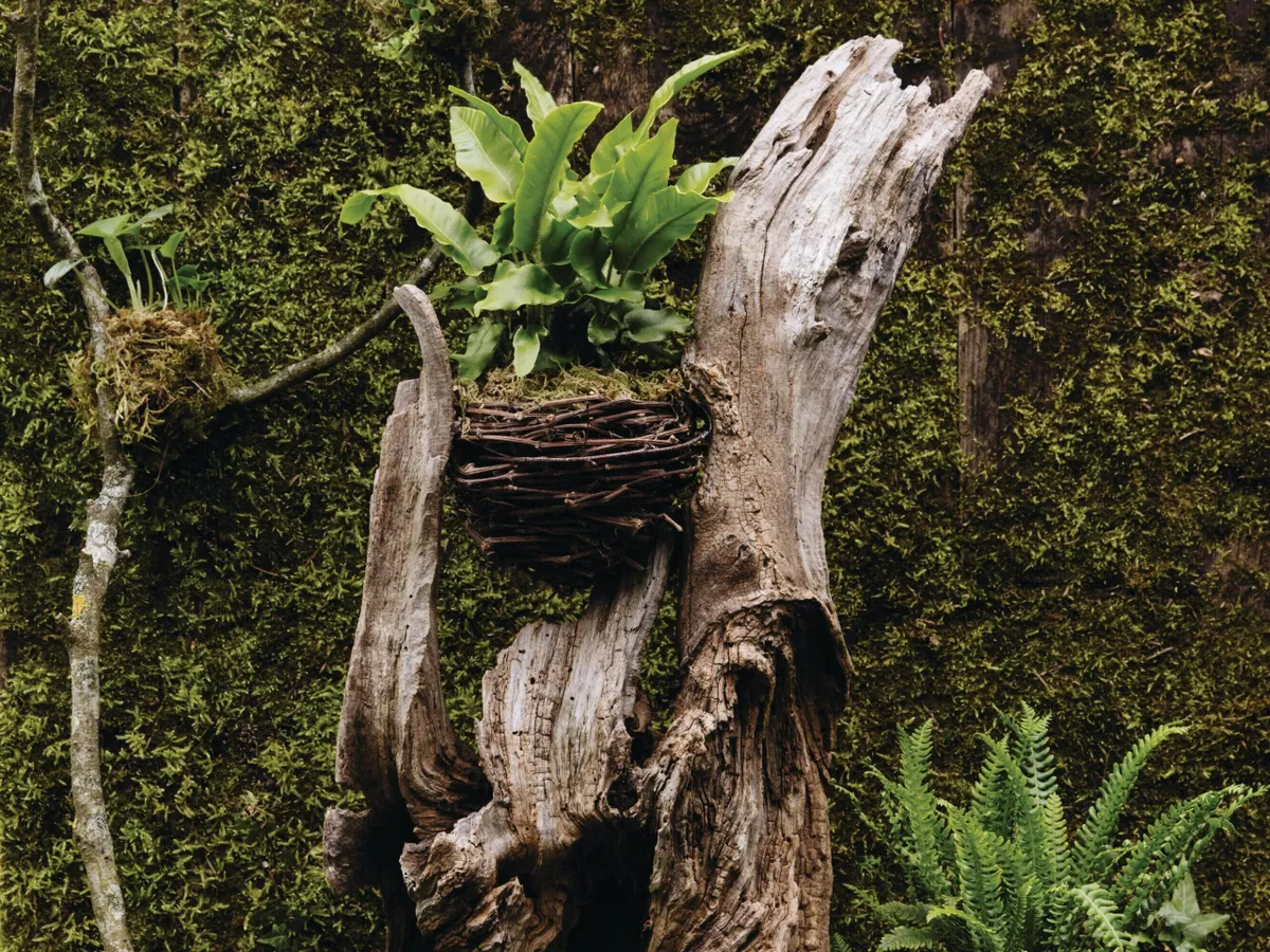A gnarly wood stump planted up using moss and ferns for Easter