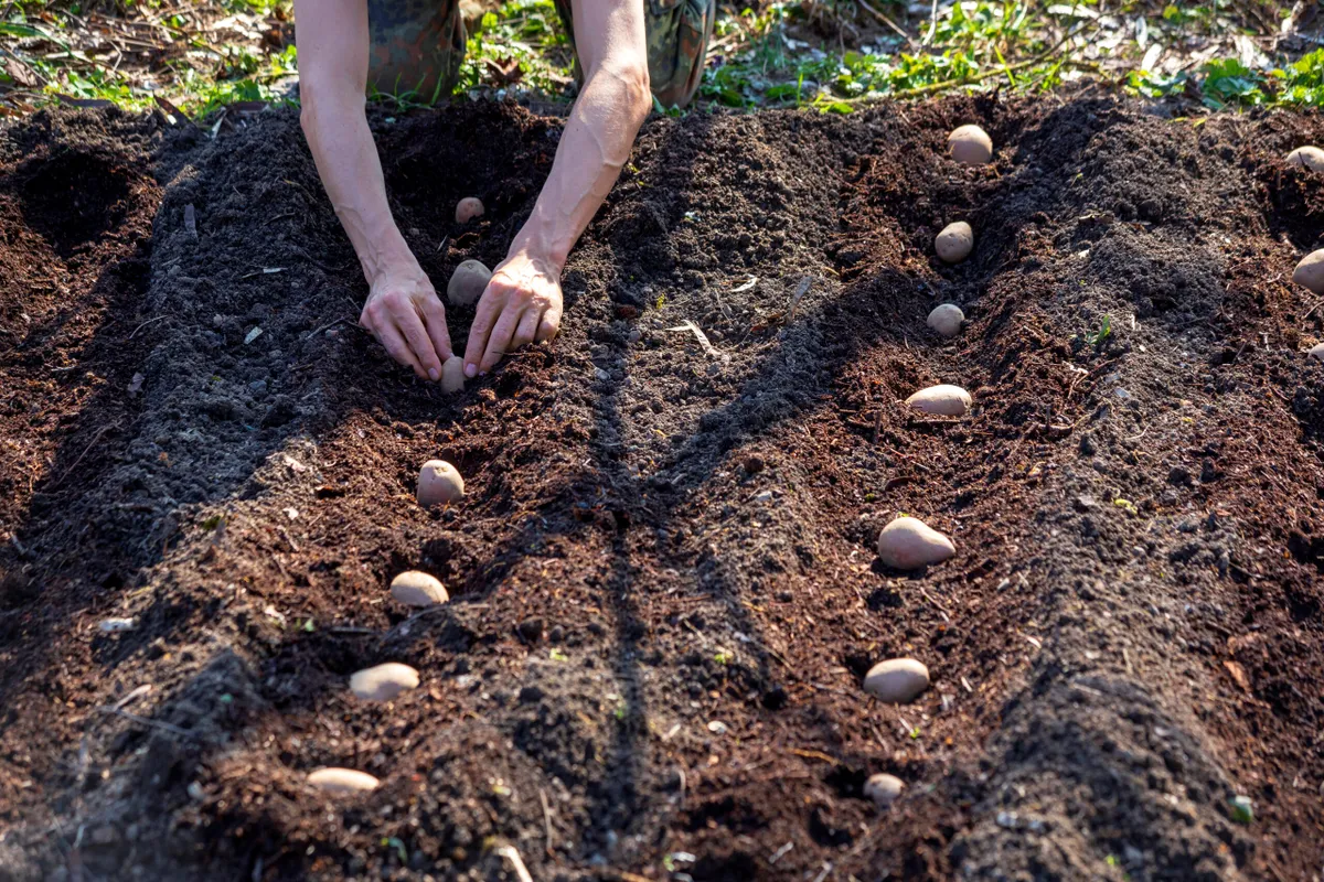 Potato planting