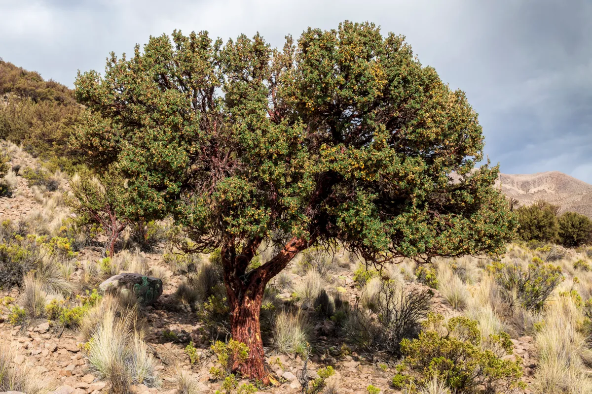 Polylepis tarapacana is tree that grows highest in altitude in the world