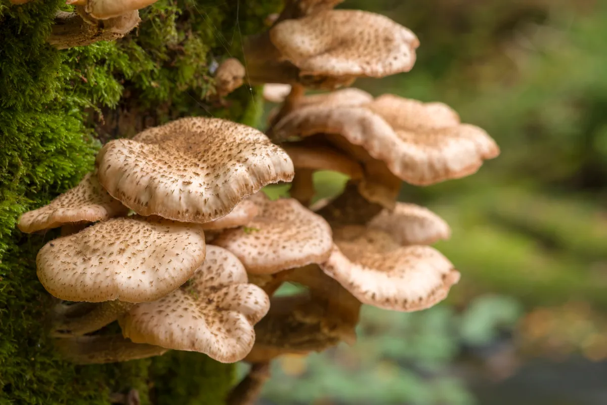 Honey Fungus growing on a tree trunk in Dewerstone Wood in Dartmoor National Park.