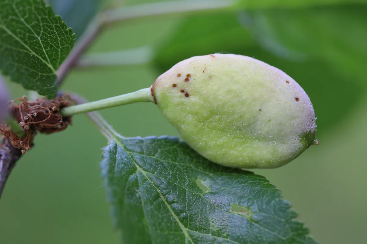 Pocket plum Taphrina pruni diseased misshapen plum fruit.