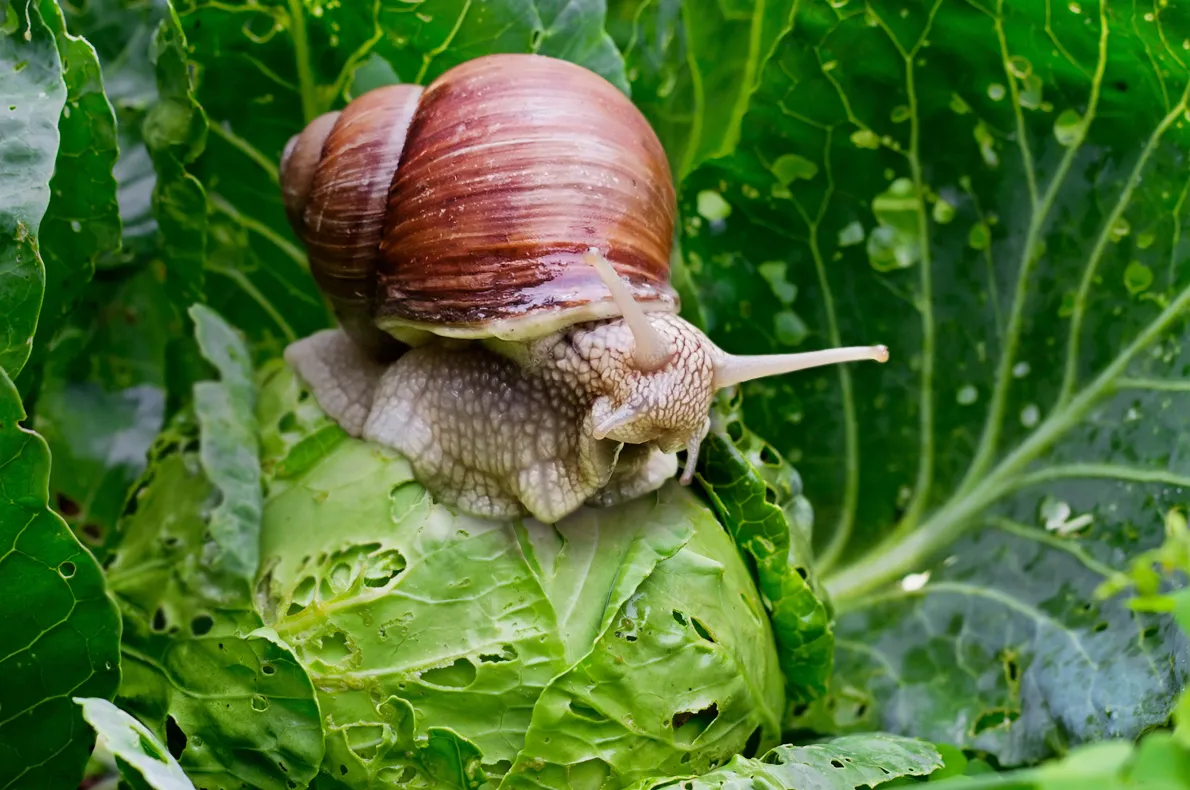 The giant snail discovered in a garden in Wales